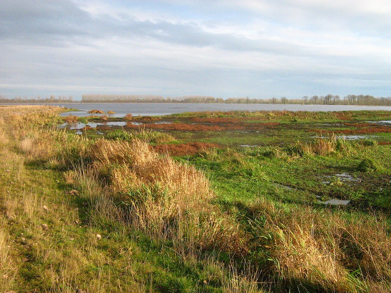 Vernässungszone im Westen des Galenbecker Sees