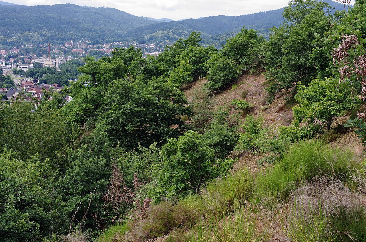 Naturschutzgebiet am Scheibenberg bei Gaggenau-Hörden im Nordschwarzwald