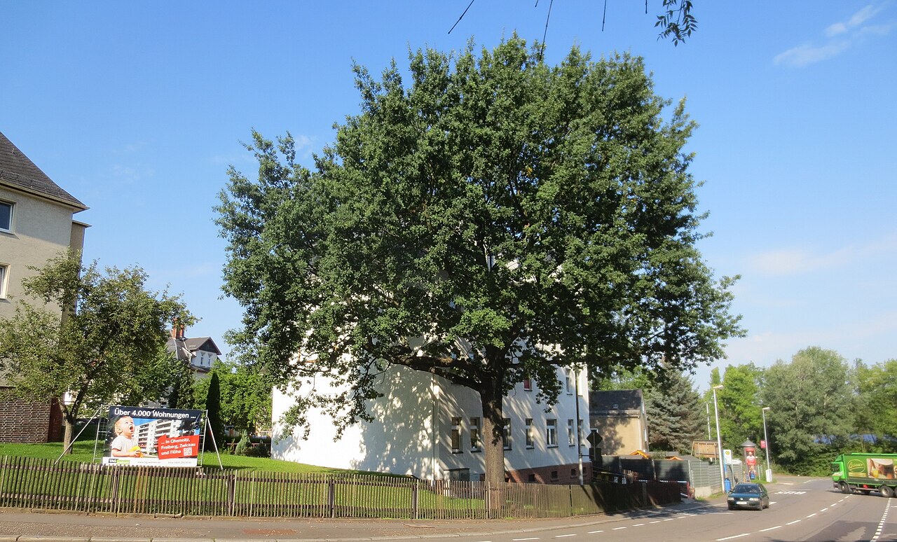 Eiche mit Gedenkstein