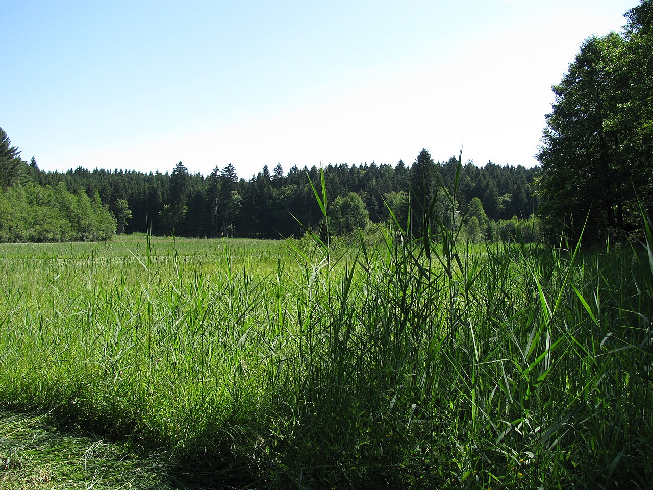 Germany - Baden-Württemberg - Bodenseekreis - Neukirch: protected area "Gemsenweiher"
