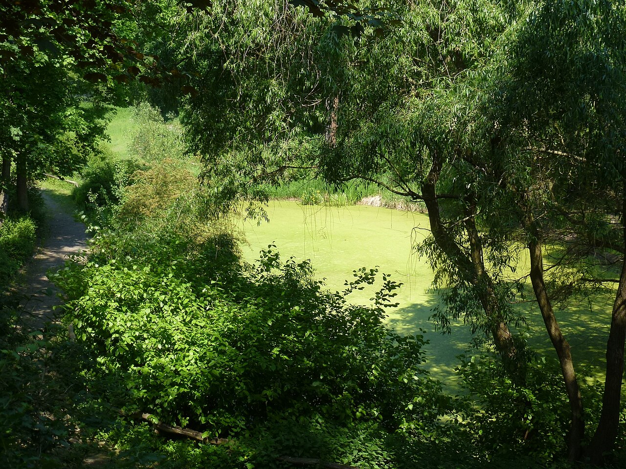 Berlin-Westend Teich an der Sensburger Allee