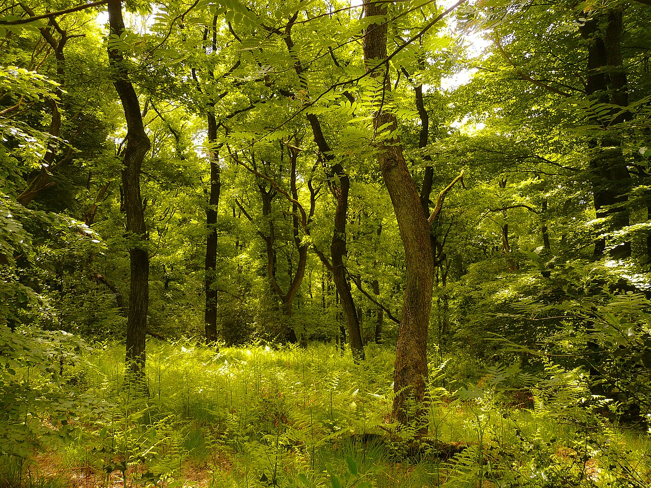 Bezaubernder naturnaher Eichenwald im NSG Gevelsberger Stadtwald