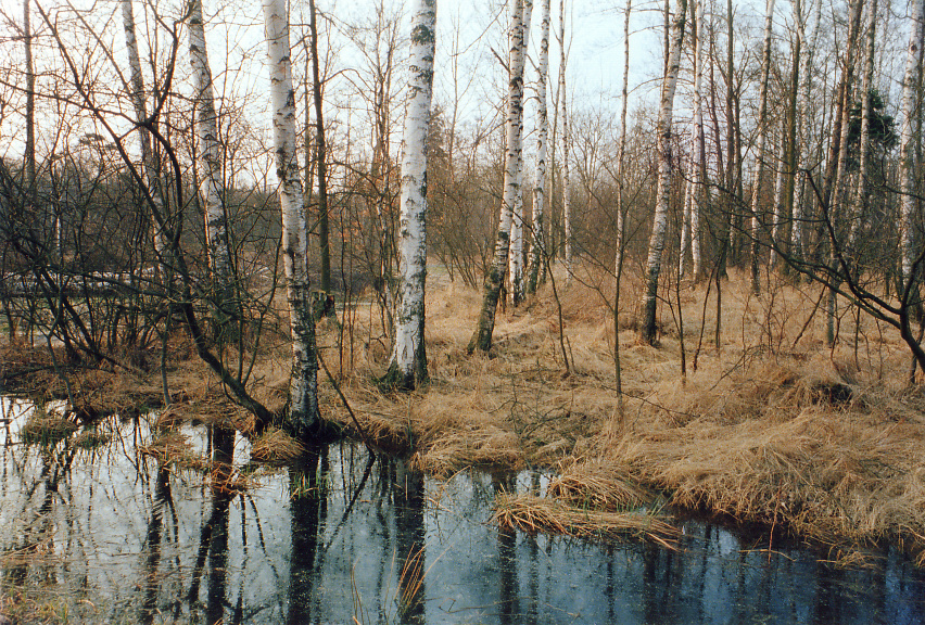 Birkenbruch im Kleinen Giebelmoor, Landkreis Gifhorn, Niedersachsen