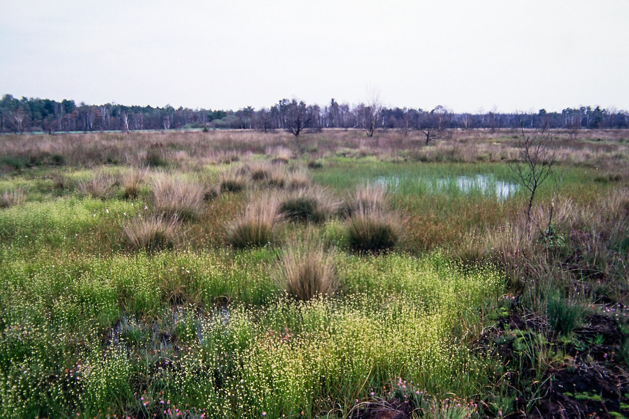 Bog and nature reserve "Gildehauser Venn", district Grafschaft Bentheim, south-western Lower Saxony, Germany