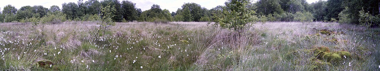 Basen-Zwischenmoor, NSG Glittenberger Moor (Niedersachsen)