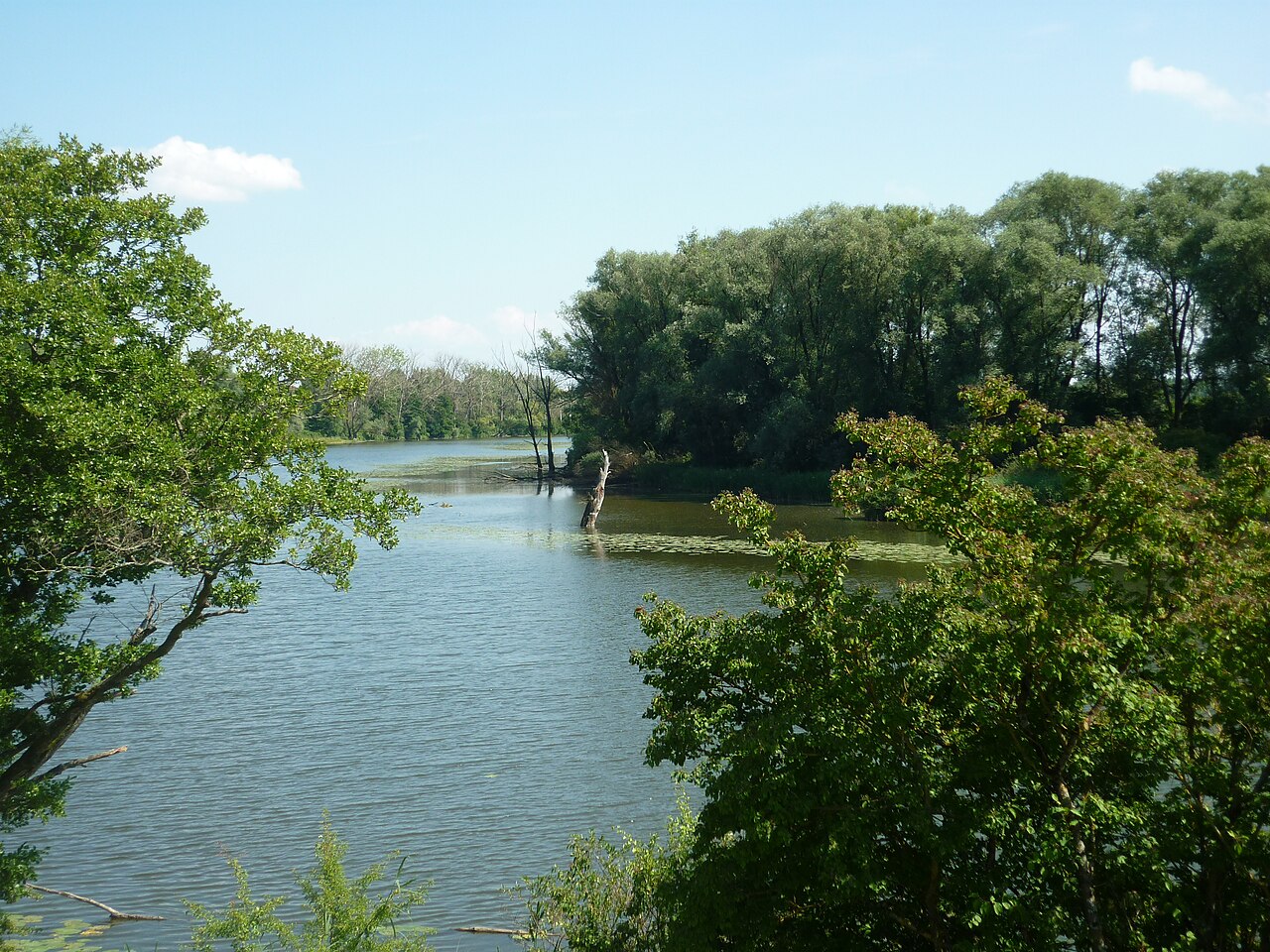Donaualtwasser Wörth an der Donau Mündungsgebiet der Wiesent