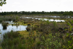 Renaturierungsflächen auf ehemaligem Torfabbau im Naturschutzgebiet Göldenitzer Moor, Mecklenburg-Vorpommern