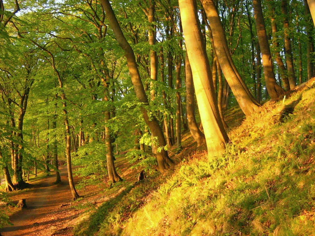 Naturschutzgebiet Görslower Ufer am Schweriner See (Landkreis Parchim, Mecklenburg)