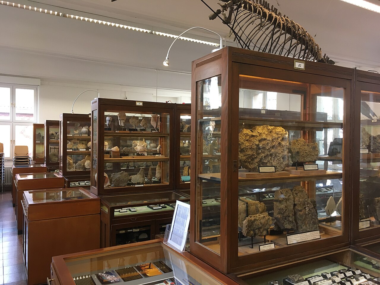 Goldfuß-Museum, eine paläontologische Schausammlung in Bonn