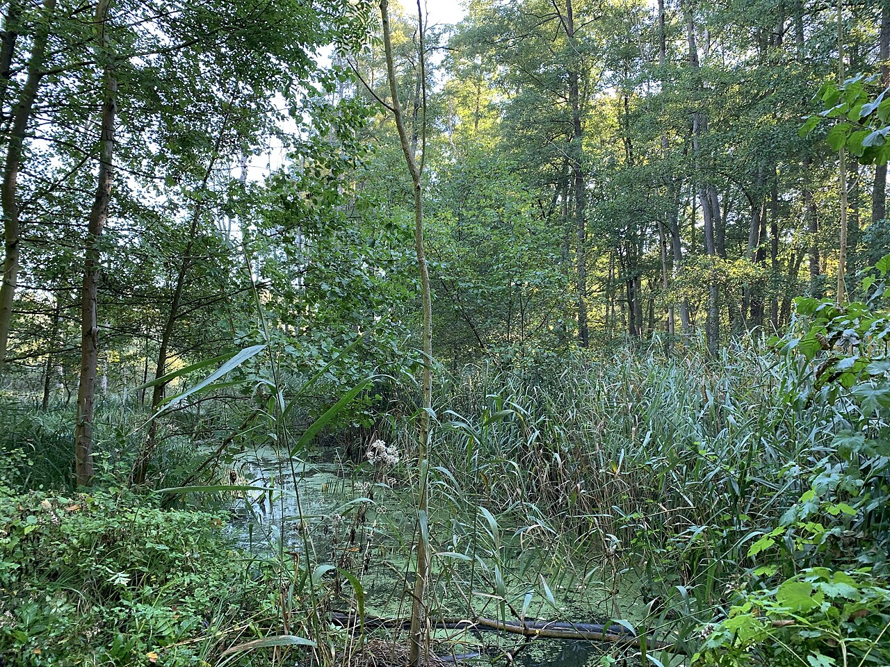 Gränert, NSG in Brandenburg an der Havel, Brandenburg