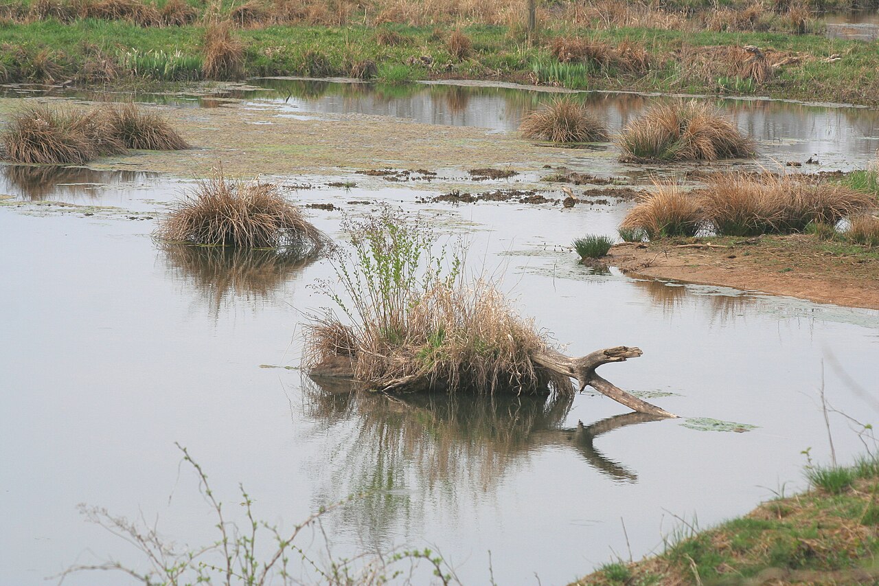 Wilde Teichlandschaft im Naturschutzgebiet „Graf-Dietrichs-Weiher bei Fischborn“ in Birstein