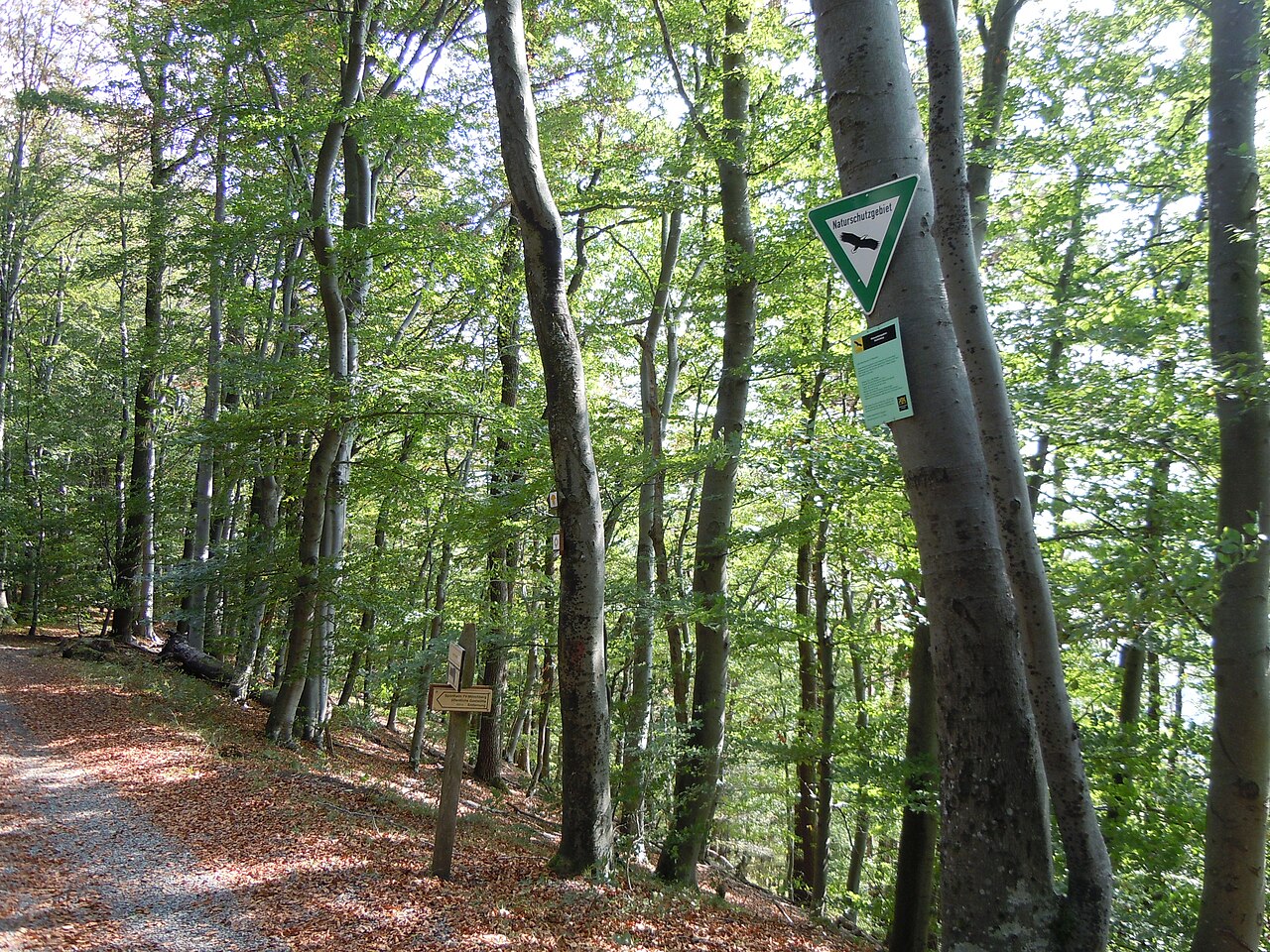 Hangkante mit Buchenwald