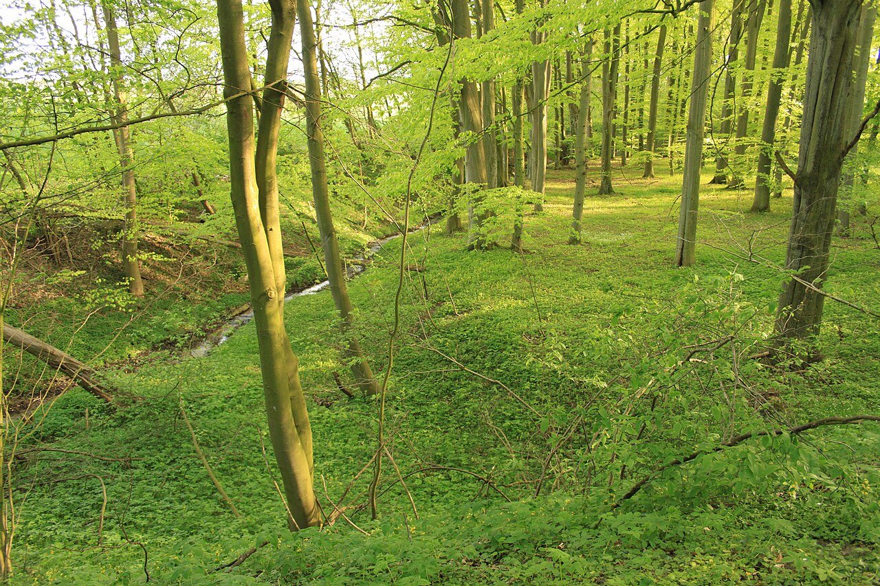 Naturschutzgebiet „Gramstorfer Berge“ in Mecklenburg-Vorpommern – typische Buchen, sanft hügelig