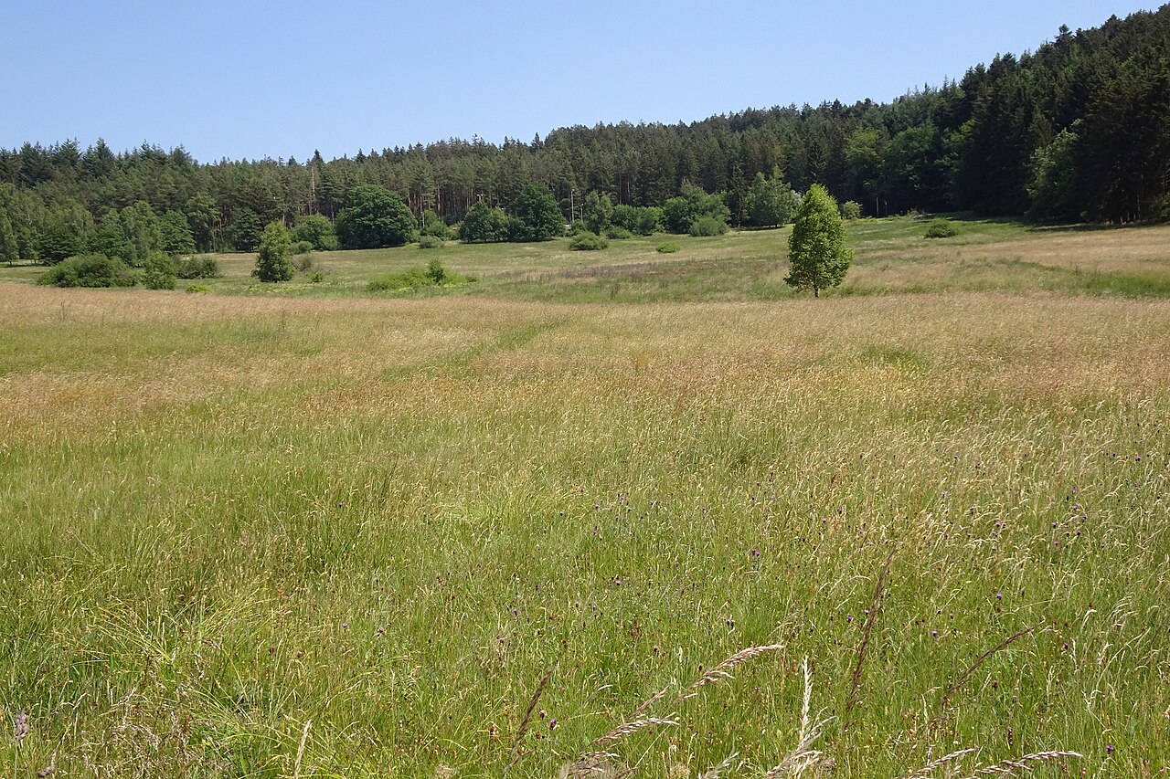 Nature reserve "Gras-Ellenbacher Wiesen" near Grasellenbach (WDPA: 163302)