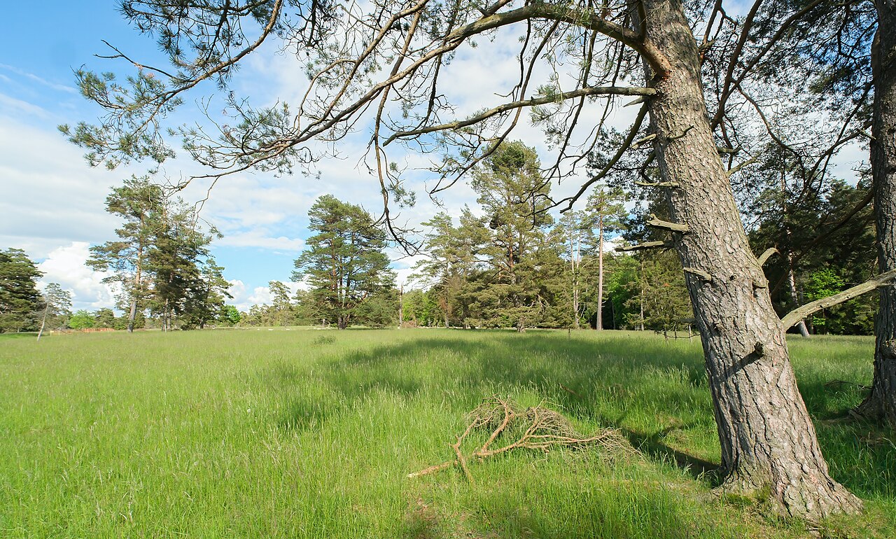 Nature reserve Grasmutter, Dürbheim, district Tuttlingen, Baden–Württemberg, Germany