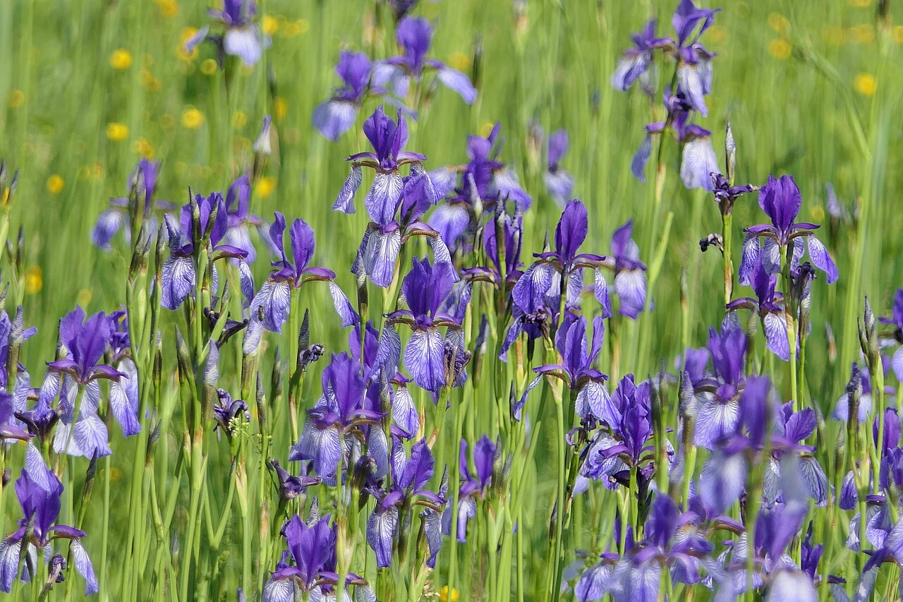 Blütezeit der Sibirischen Iris im NSG Graues Ried bei Iznang am Bodensee