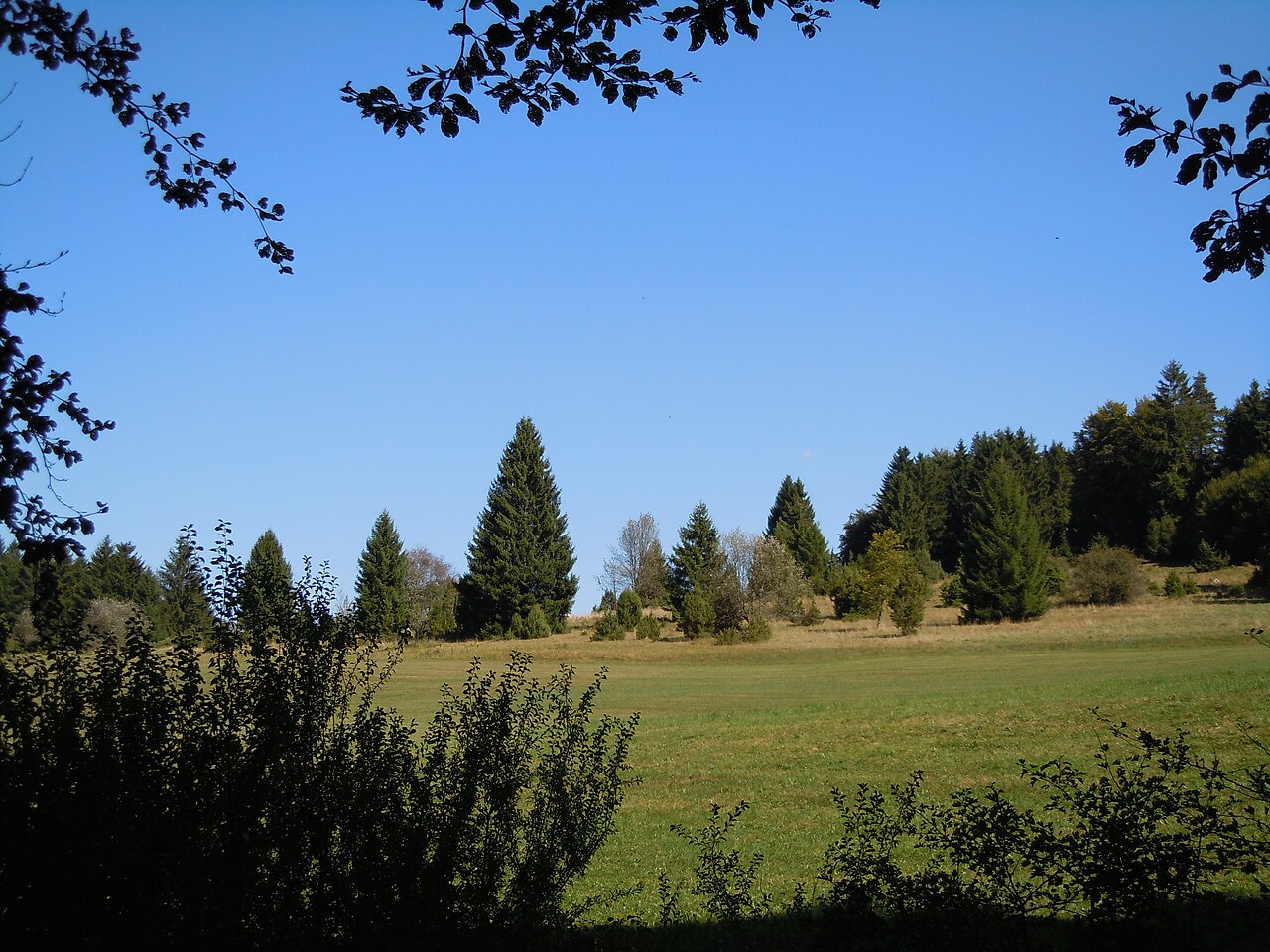 Wachholderheide im NSG Greuthau