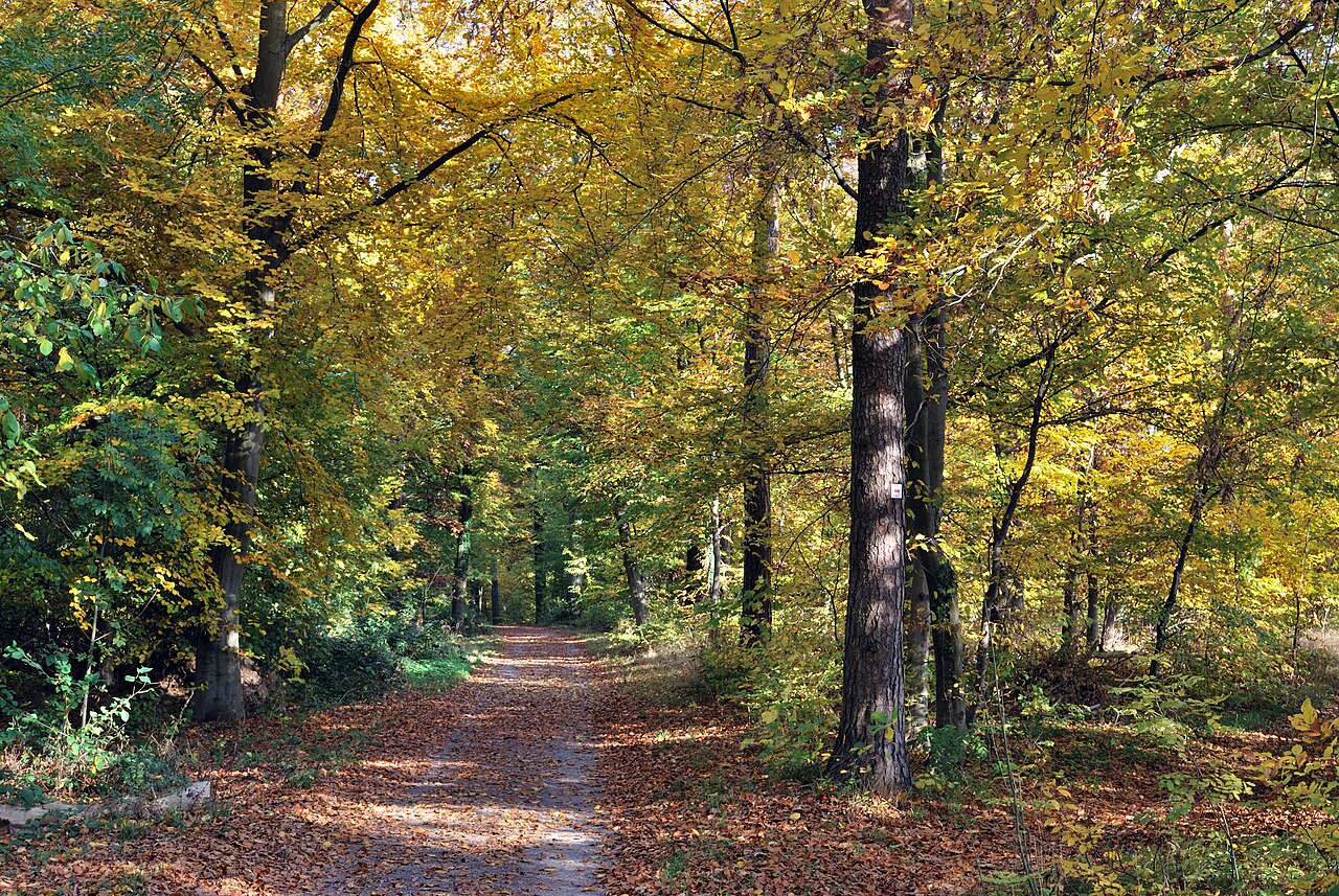 Forest path in the fall, Greutterwald near Stuttgart in Germany