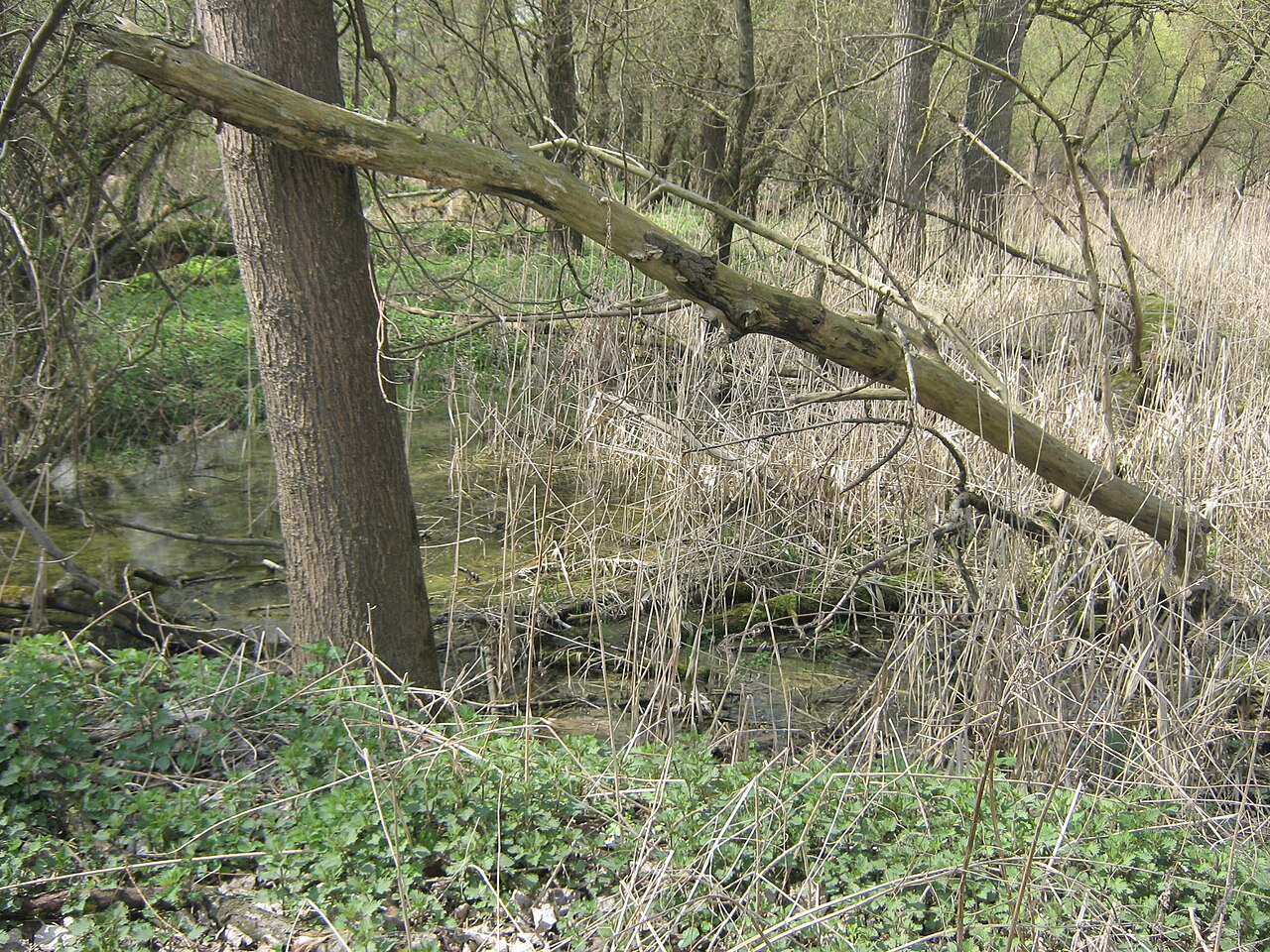 Naturschutzgebiet Grienwiesen (Schülesee) bei Unterensingen im Neckartal