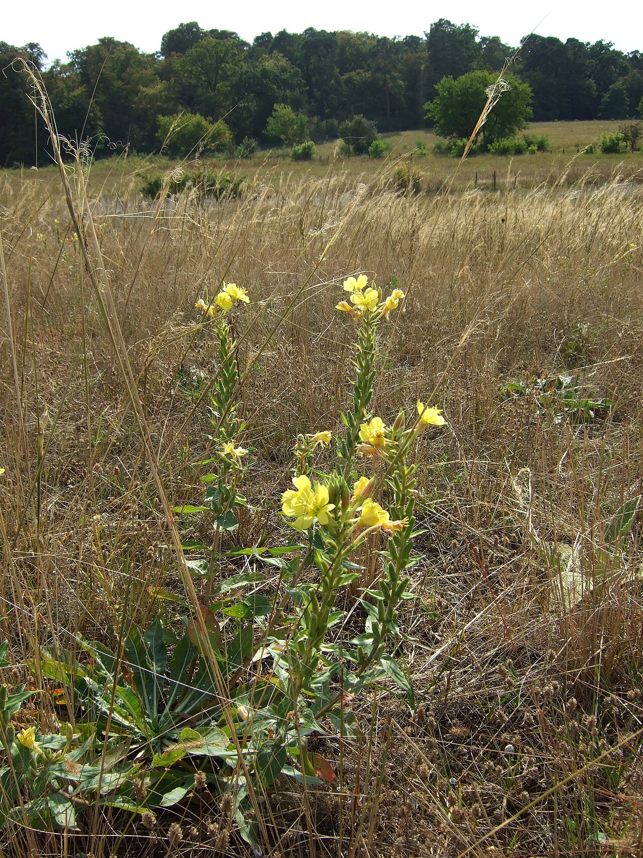 Nature reserve Griesheimer Düne und Eichwäldchen (Darmstadt, Hesse, Germany)