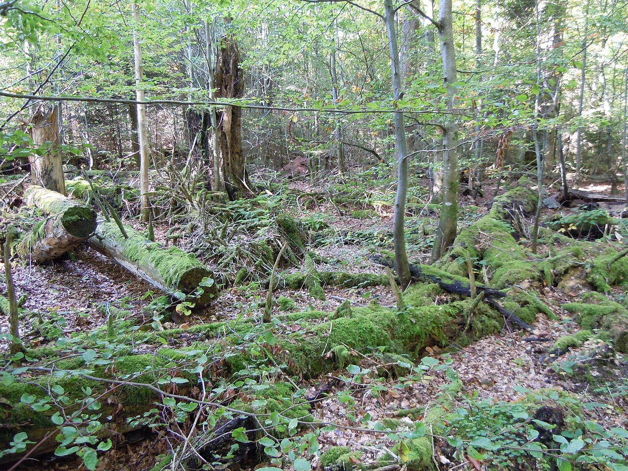 Naturschutzgebiet und Bannwald Große Tannen: Totholz