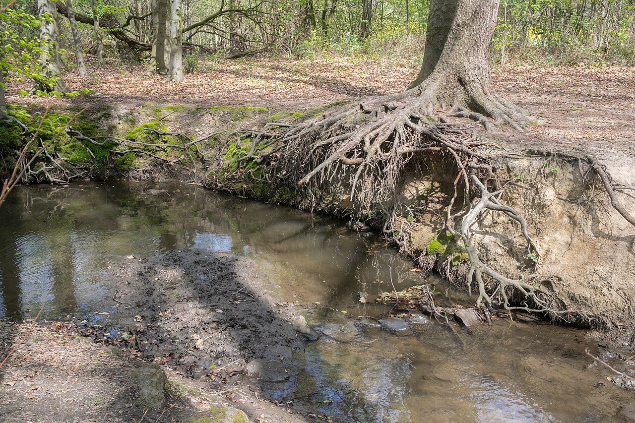 Naturschutzgebiet Großer Bruch am Wellbach in Bielefeld