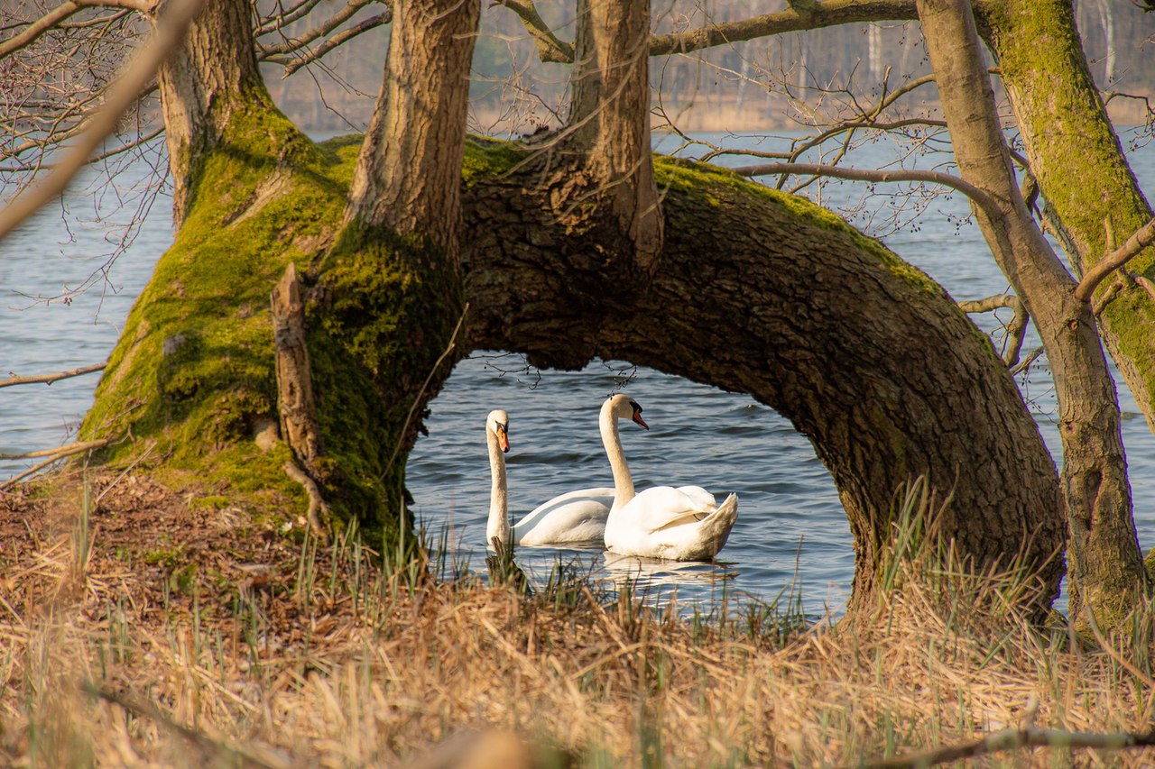To watch birds is only possible if we give them room to be themselves