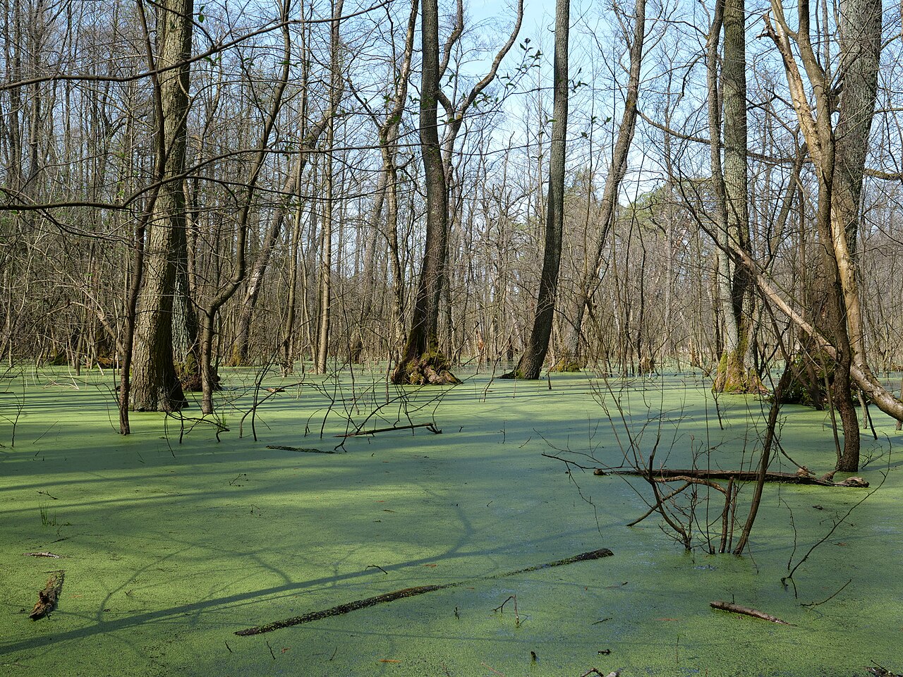 Großer Rohrpfuhl am Kreuzgraben im Frühling