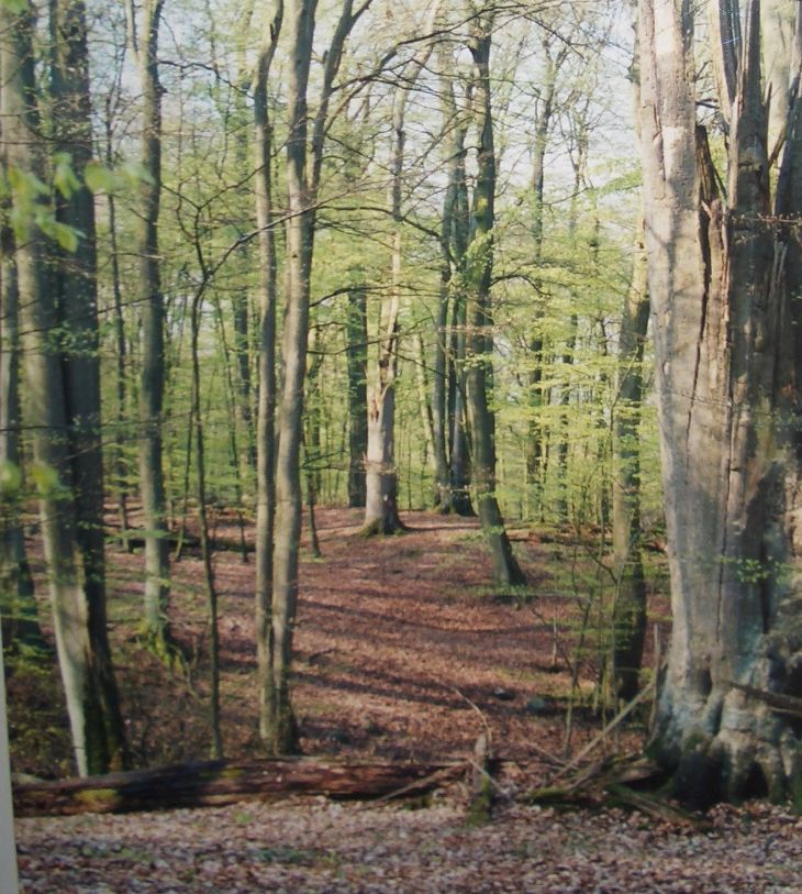 Eindruck aus dem Naturschutzgebiet Großes Holz in Mecklenburg-Vorpommern bei Linstow