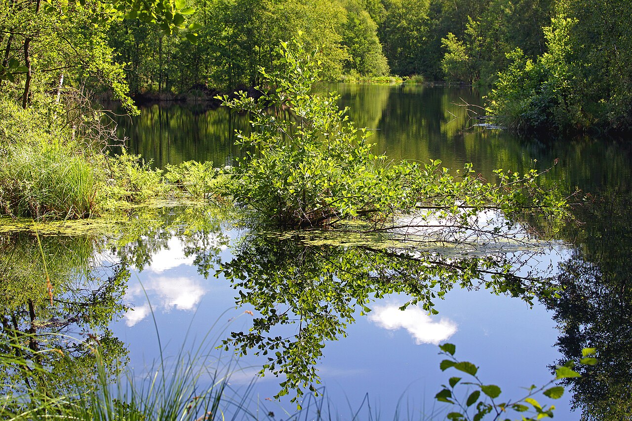 NSG Großes Moor bei Darze, Spiegelung