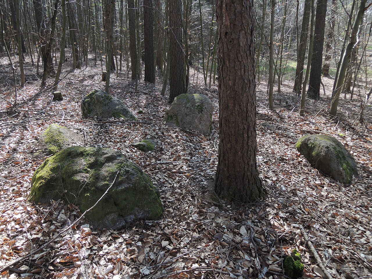 The megalithic tomb ALV 21 in Haldensleber Forst