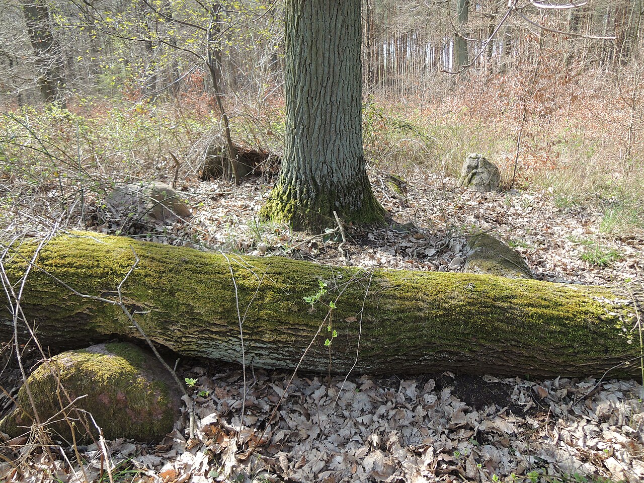 The megalithic tomb ALV 23 in Haldensleber Forst