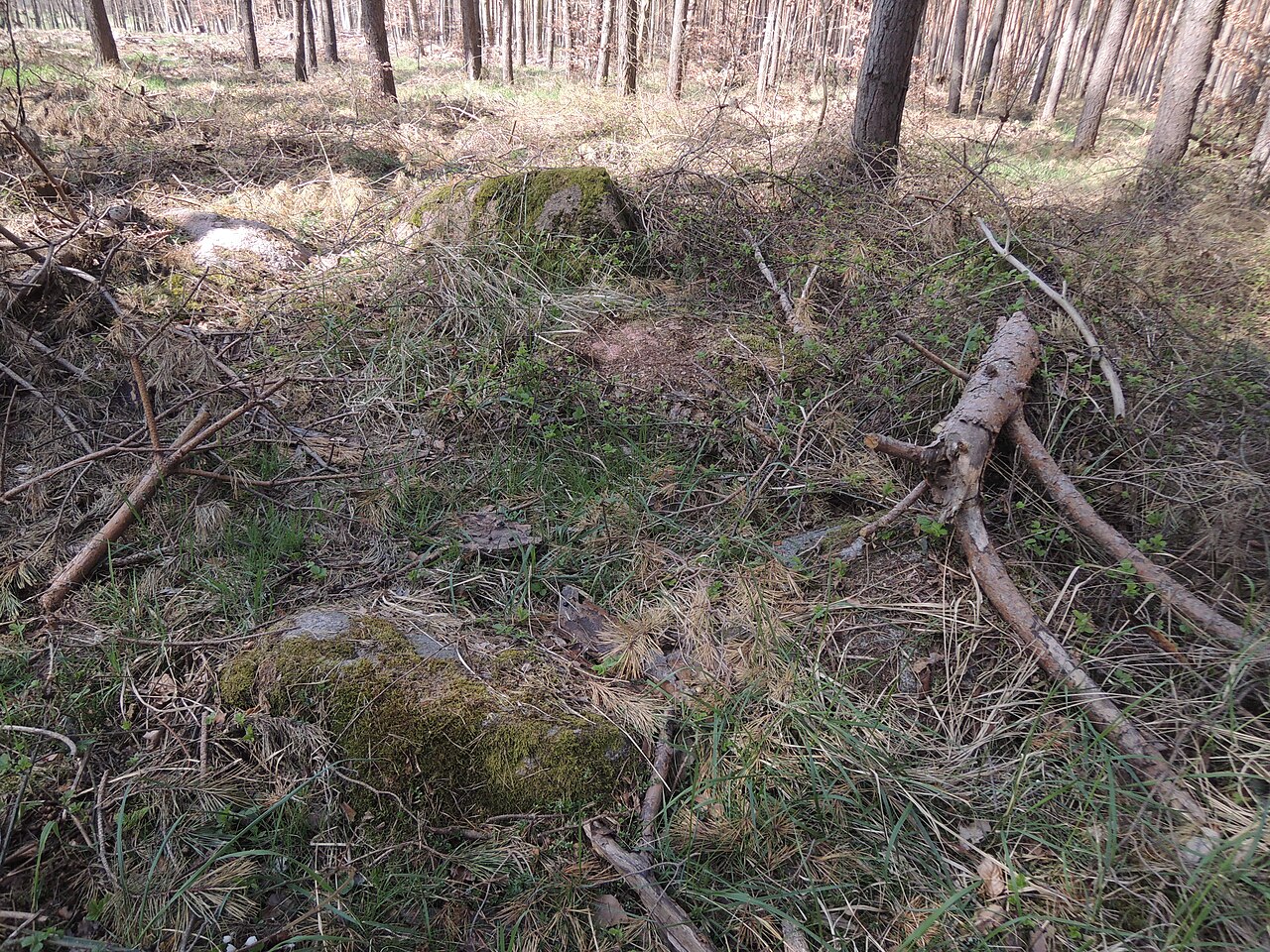 The megalithic tomb ALV 25 in Haldensleber Forst