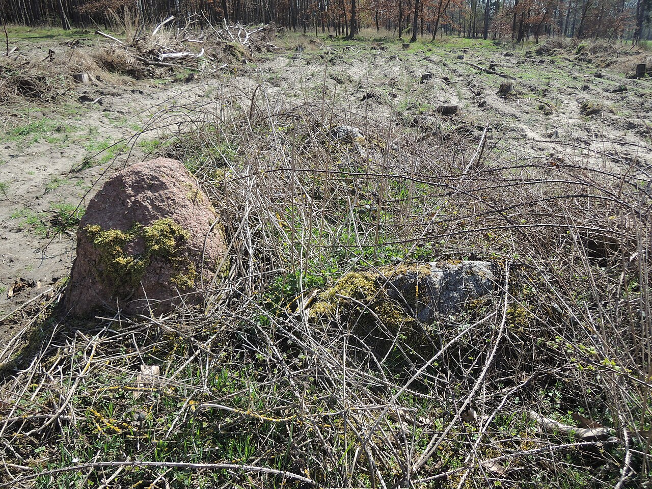 The megalithic tomb ALV 37 in Haldensleber Forst