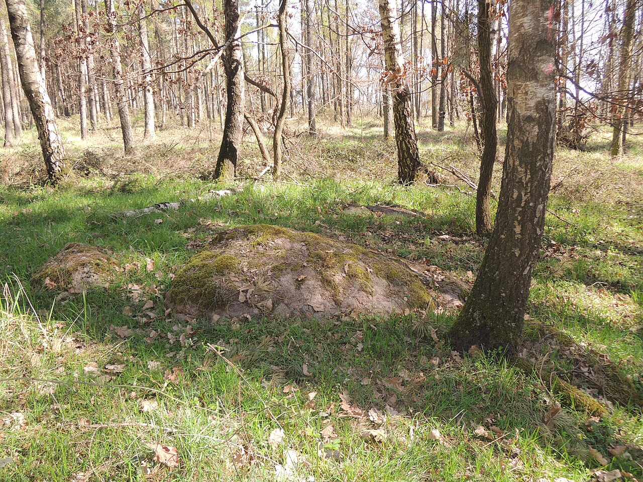 The megalithic tomb ALV 30 in Haldensleber Forst