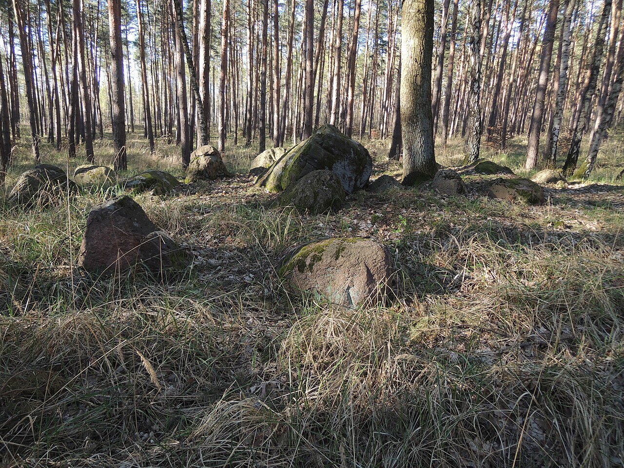 The megalithic tomb ALV 6 in Haldensleber Forst