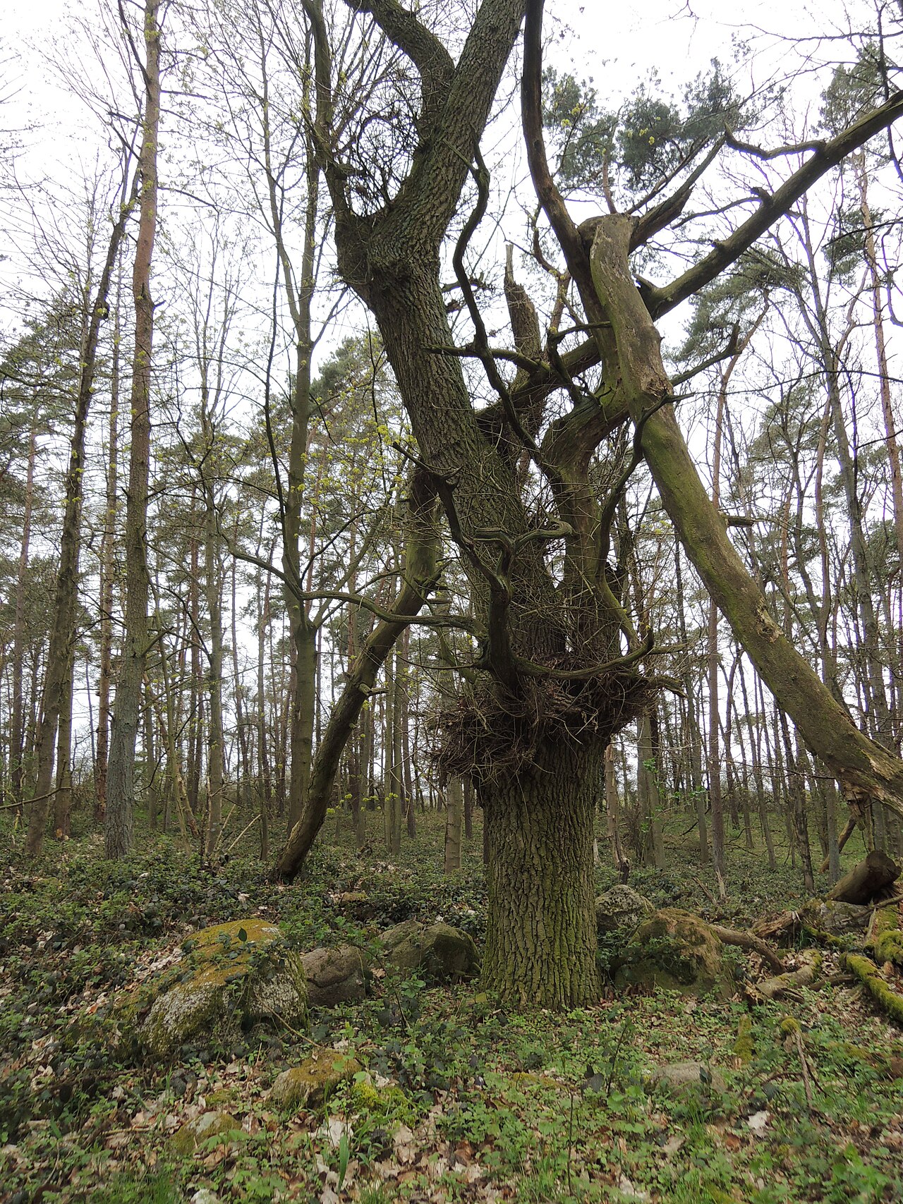The megalithic tomb Moltzow 1