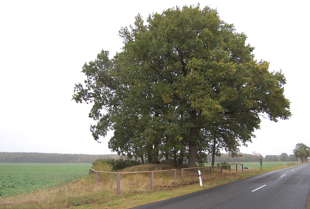 Großsteingrab Nesenitz , Lage an der Straße