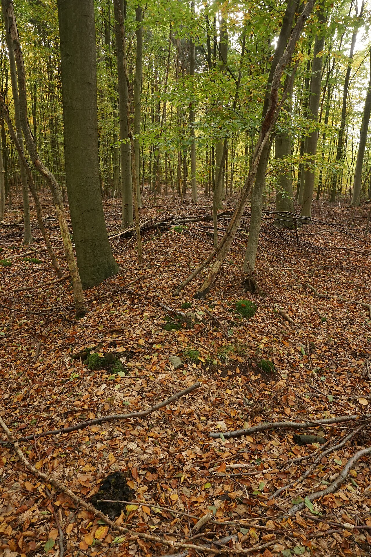 Hünenbett Fahrenhorst 2 (Sprockhoff 303b) im Sachsenwald bei Hamburg