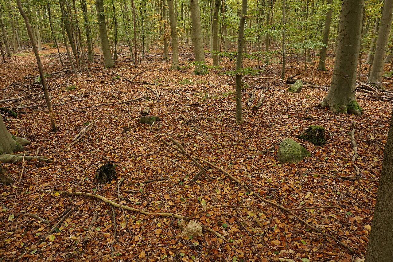Hünenbett Fahrenhorst 1 (Sprockhoff 303c) im Sachsenwald bei Hamburg