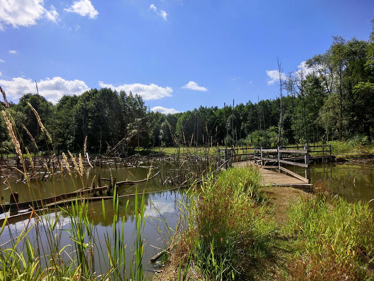 Naturschutzgebiet "Grubenfelder Leonie" 2
