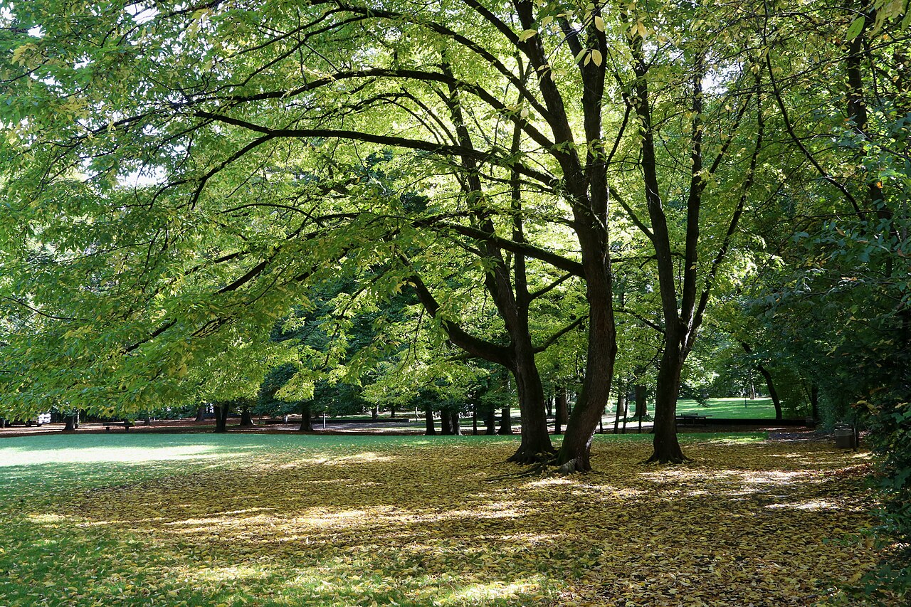 Grünwaldpark, München, liegt im Landschaftsschutzgebiet „Nymphenburg“, LSG 00588