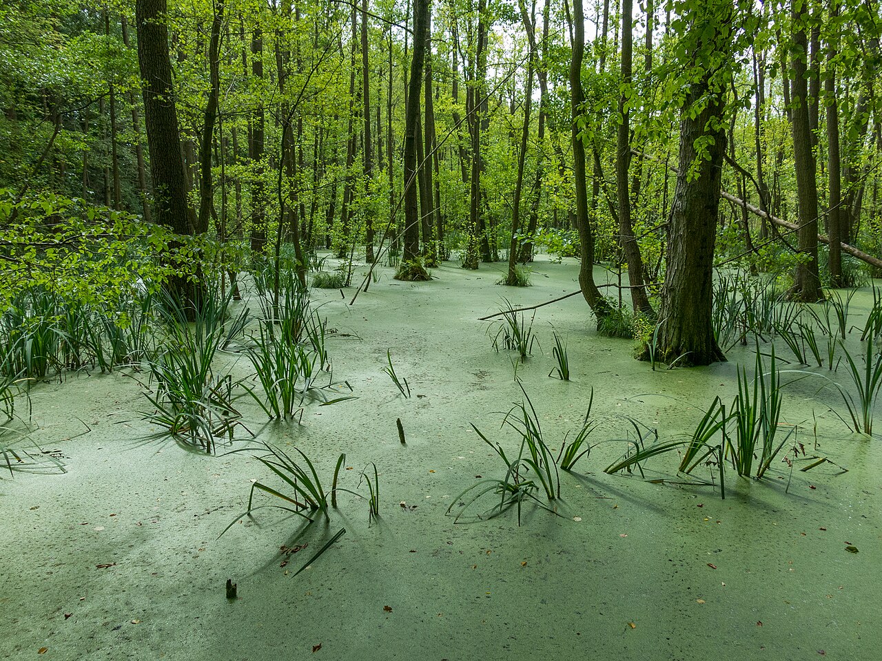 Waldsee im Naturschutzgebiet Grumsiner Forst/Redernswalde bei Luisenfelde