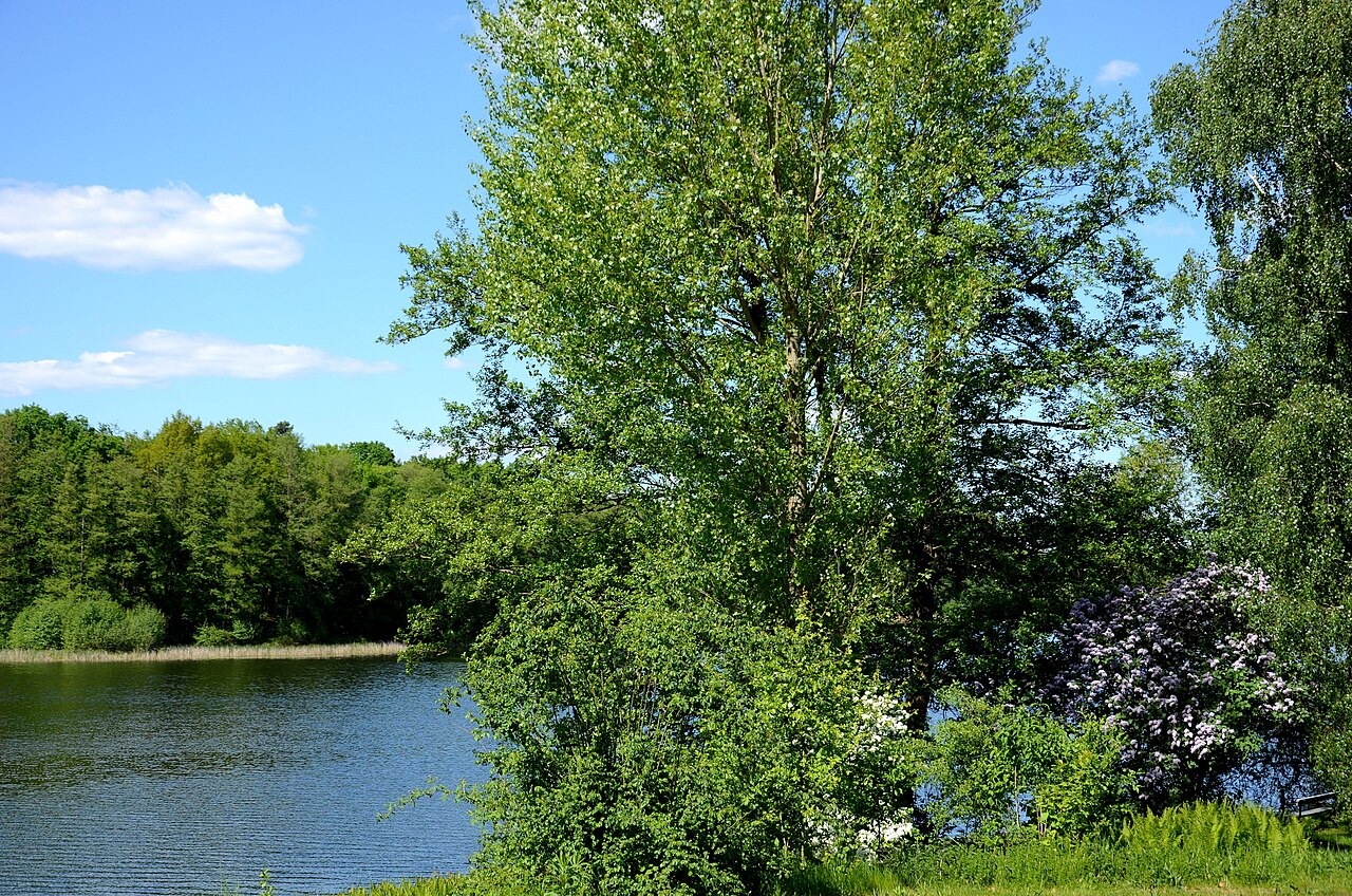 Blick auf den Grunewaldsee von Süden mit Flieder, kleineren Bäumen und Schilf als Uferbewuchs