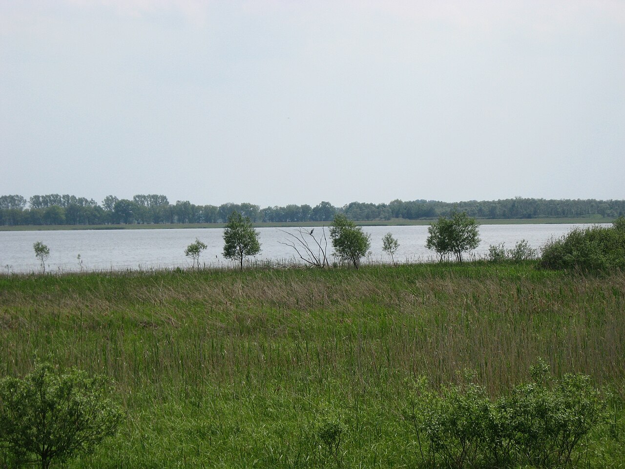Der Gülper See (zwischen Rhinow und Strodehne, Landkreis Havelland)