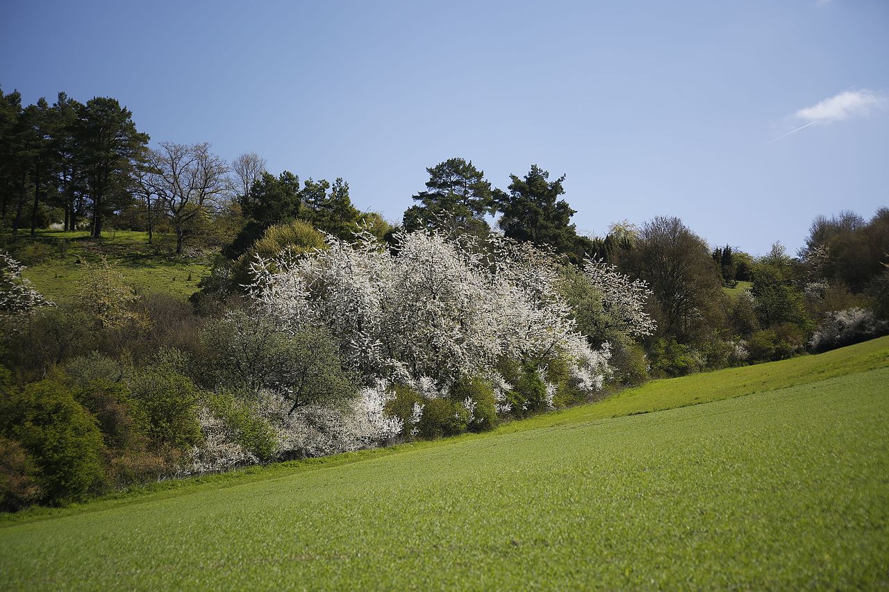 Foto von Gültlinger und Holzbronner Heiden