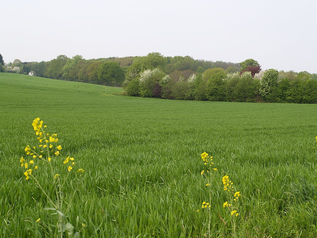 der Gysenberg in Herne von Bochum -Gerthe aus gesehen