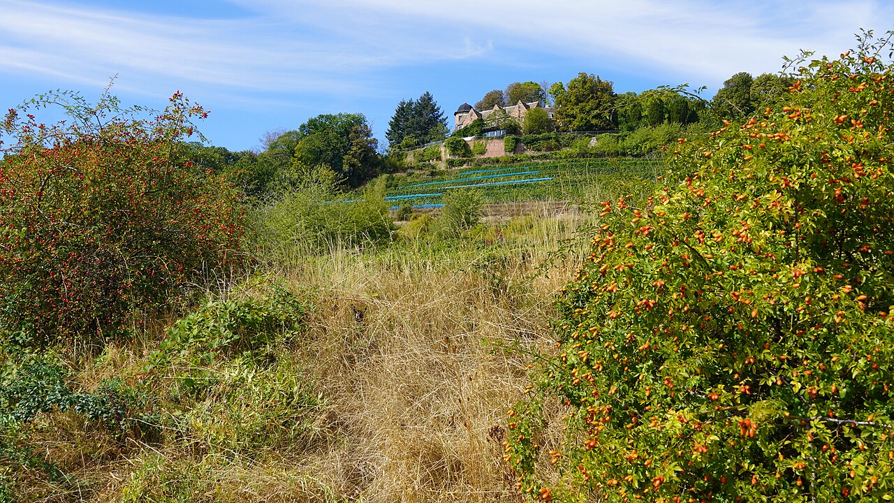 Hecken im Weinberg unter der Kropsburg in St Martin, Pfalz