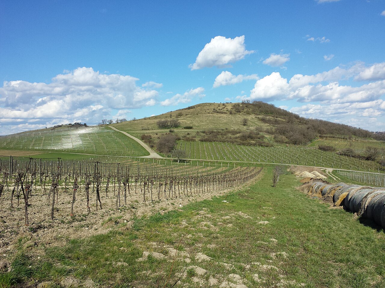 Hackelsberg near Jois, district Neusiedl am See, Burgenland