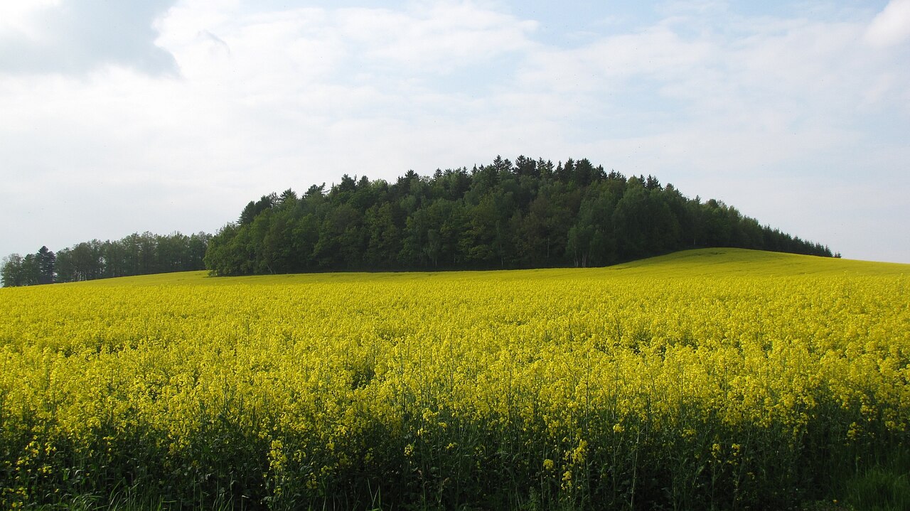 Hänscheberg near Neusalza-Spremberg, Saxony